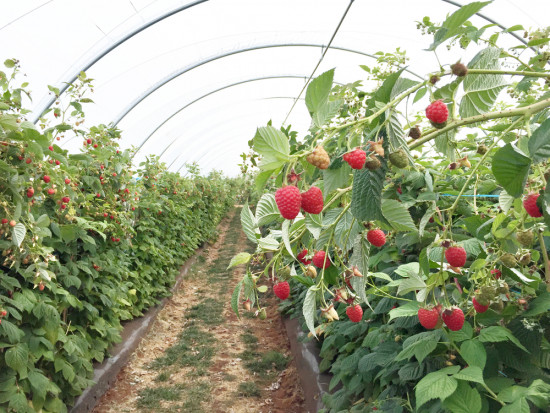 Producent malin z którym udało nam się porozmawiać przyznaje, że produkcja jest kompletnie rozdrobniona, nieskonsolidowana. Produkcja malin jest kompletnie rozdrobniona. Trzeba się organizować!