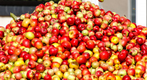 Kolejne podwyżki cen jabłek przemysłowych w skupach