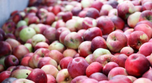 Ceny jabłek przemysłowych w skupach sukcesywnie rosną