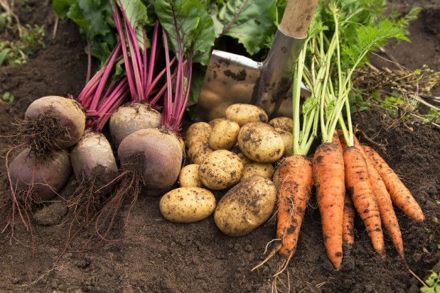 Przy zakupie żywności decyduje cena, ale za produkt eko jesteśmy w stanie dopłacić/ fot. shutterstock Konsument jest w stanie zapłacić więcej za eko żywność