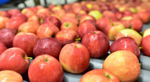 Polskie jabłka są atrakcyjne dla krajów azjatyckich, ze względu na niskie ceny