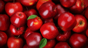 Co wyróżnia produkcję jabłek we Włoszech?