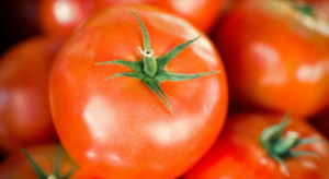 Pomidor ulubionym warzywem Polaków w listopadzie