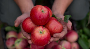 Lubelskie: sadownicy przekazali 1,5 tony jabłek dla żołnierzy na granicy