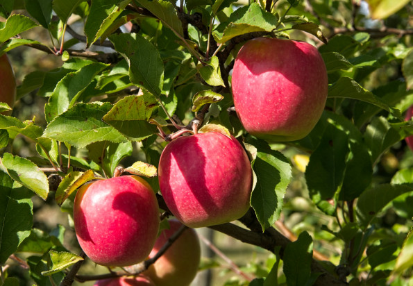 Klubowe odmiany jabłek - szansa dla polskich sadowników?