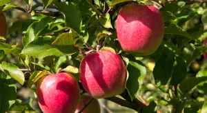 Klubowe odmiany jabłek - szansa dla polskich sadowników?