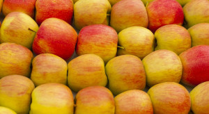 Ceny jabłek na sortowanie odbijają się od cen przemysłu?