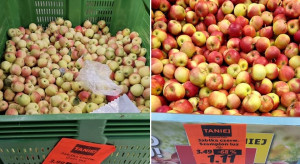 Robert Sas o sytuacji na rynku jabłek: Organizacyjnie nie istniejemy!