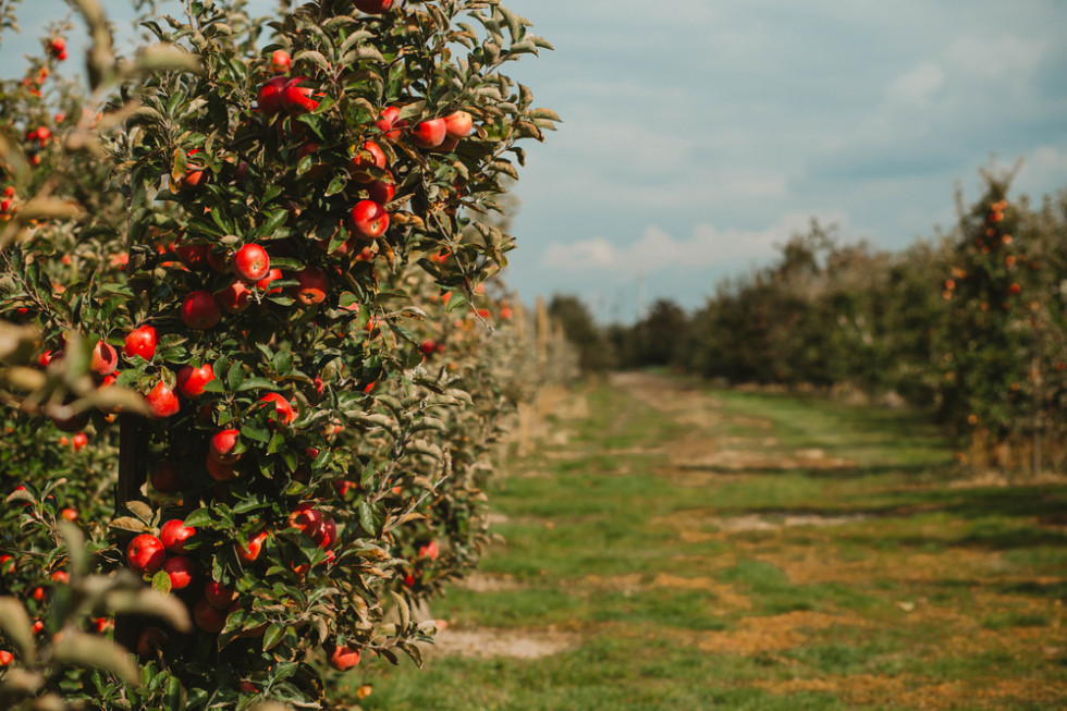 Rynek jabłek: Nowe odmiany i możliwości eksportowe