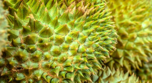 Rośnie popyt na duriany. Rolnicy nie nadążają z produkcją