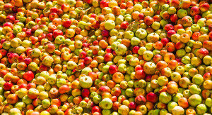 Kolejne wzrosty cen jabłek przemysłowych. Osiągną 50 gr/kg?
