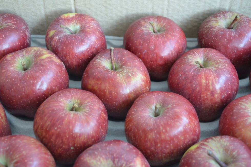 Ukraina zdobywa kolejne rynki eksportowe dla jabłek