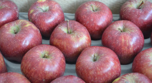 Ukraina zdobywa kolejne rynki eksportowe dla jabłek