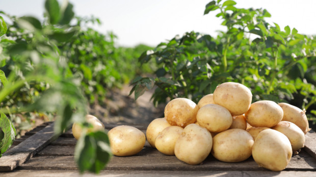 W Rosji może zabraknąć ziemniaków / fot. shutterstock W Rosji zabraknie ziemniaków?