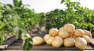 W Rosji zabraknie ziemniaków?