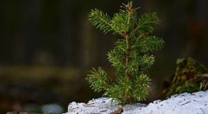 Inwestycje w lasach z ARiMR– nabór wniosków do 31 grudnia
