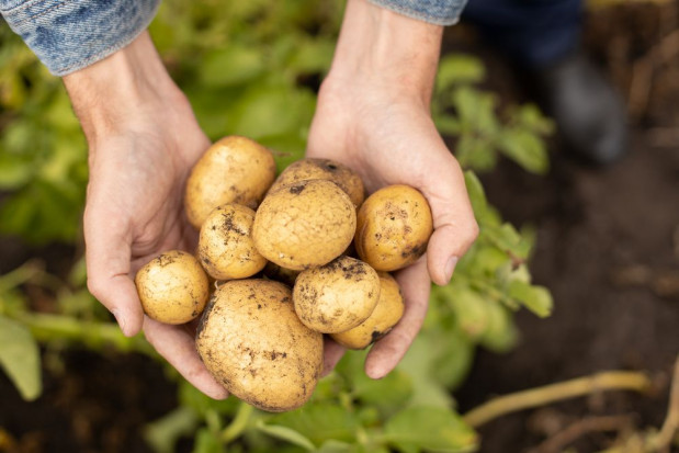 Nowe przepisy dla producentów ziemniaka. Będzie okres przejściowy?