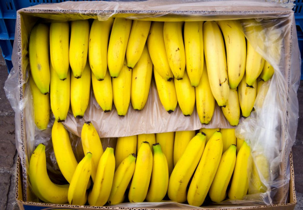 Holandia: Celnicy przechwycili 70 kg kokainy w kontenerach z bananami i awokado