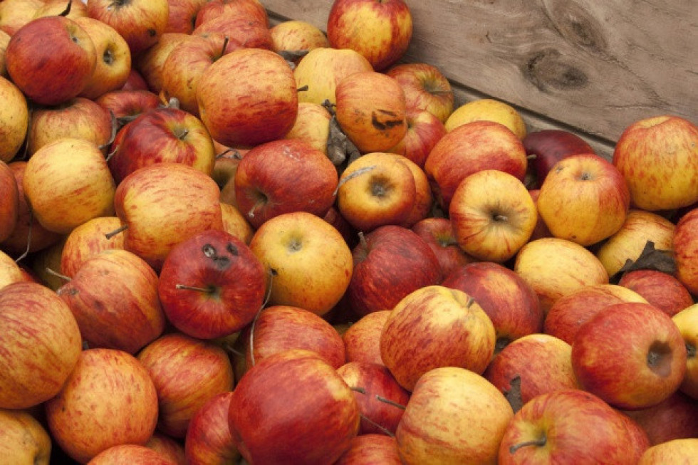 Przetwórstwo walczy o surowiec? Kolejne podwyżki cen jabłek w skupach