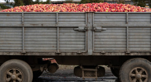 Obniżanie cen jabłek przemysłowych w sezonie było celowe?