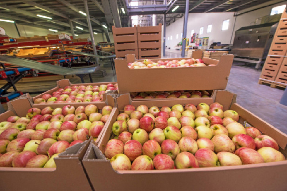 Polska jest jednym z czołowych producentów jabłek na świecie i największym w Europie. Szacunki GUS na sezon 2020/2021 mówią o produkcji jabłek w Polsce na poziomie 3,8 mln ton. / fot. shutterstock Polskie jabłka na świecie - co, gdzie i kiedy można sprzedać?