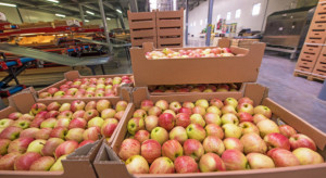 Polskie jabłka na świecie - co, gdzie i kiedy można sprzedać?