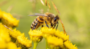 Sady Grójeckie wspierają pszczoły i pszczelarzy poprzez zapobieganie warrozie