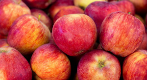 Jabłka deserowe w cenie przemysłu?