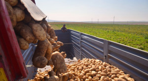 Jaka opłacalność uprawy ziemniaka? (raport)
