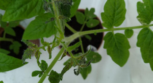 IOR-PIB: Nowy izolat wirusa nekrozy pomidora