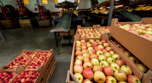 Polski rynek jabłek to patologia?