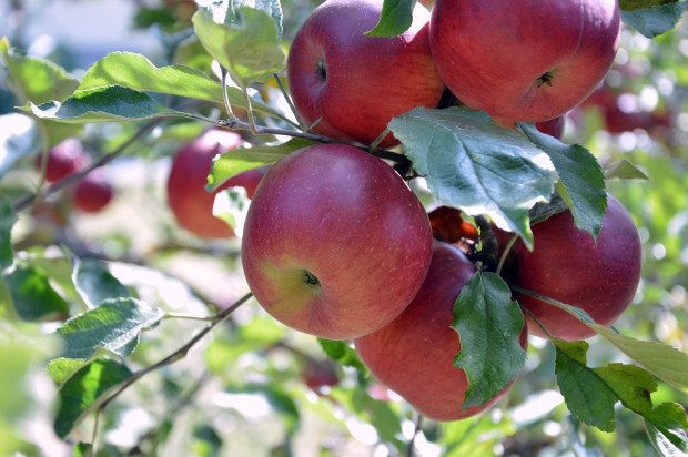 Ile zebrano jabłek w 2021 roku? -  dane GUS