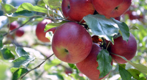 Ile zebrano jabłek w 2021 roku? -  dane GUS