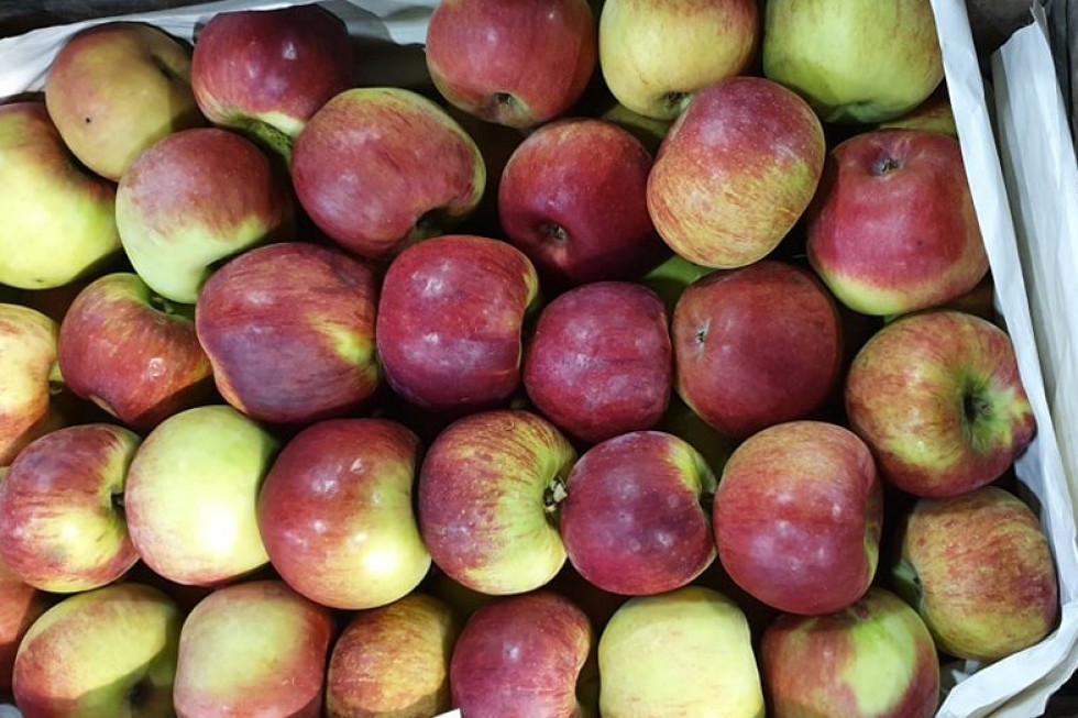 50 proc. obniżka cen jabłek na Broniszach. Drogie warzywa