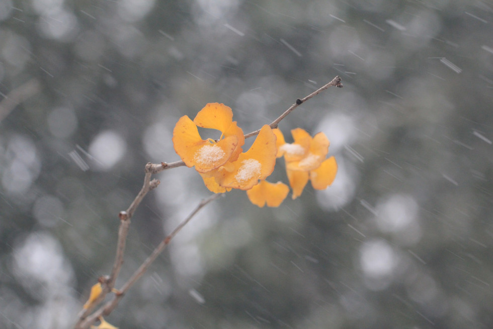 Pogoda: W poniedziałek opady deszczu ze śniegiem i śniegu/ fot.pixabay.com Pogoda: W poniedziałek opady deszczu ze śniegiem i śniegu