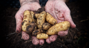 GUS: Mniej ziemniaków w 2021 roku