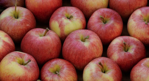 Brak kontenerów i opóźnienia utrudniają eksport polskich jabłek