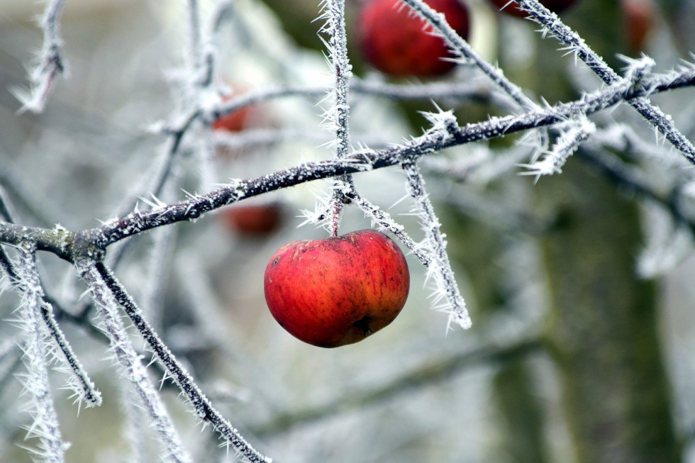 W których województwach mróz był najsilniejszy?/ fot.pixabay.com W których województwach mróz był najsilniejszy?