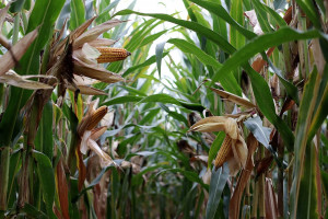 Której substancji czynnej najmocniej brakuje producentom kukurydzy?
