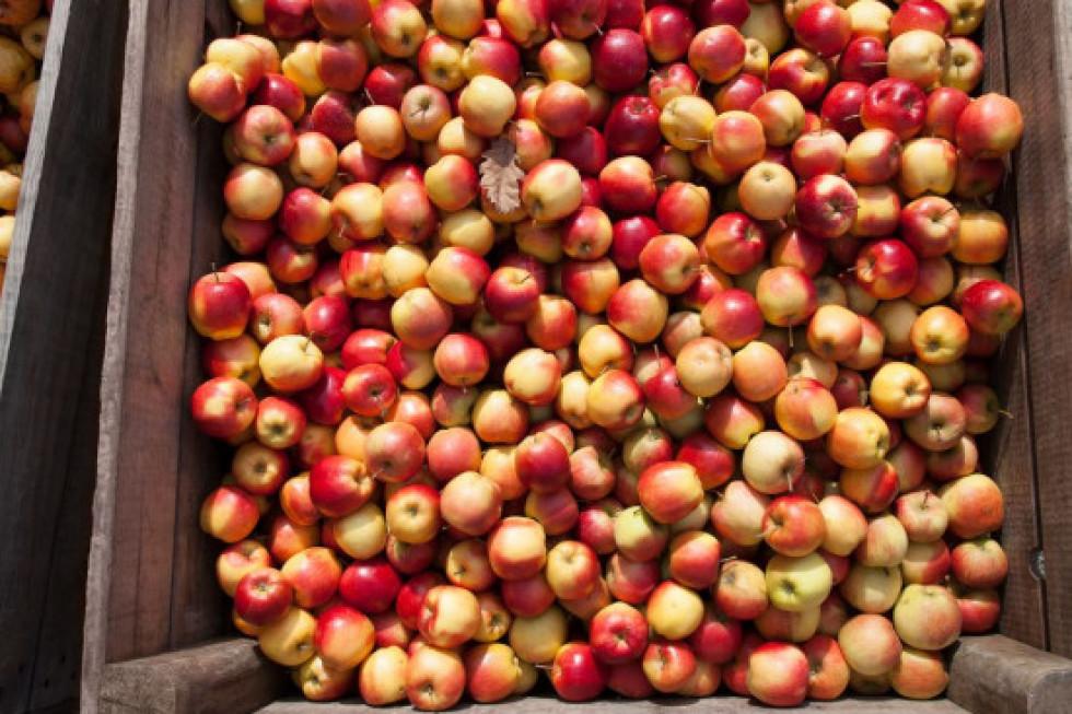 WAPA: Jakie zbiory jabłek w 2021 roku?