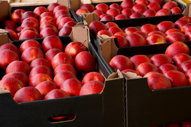 Ukraina chce bezcłowego eksportu jabłek do Egiptu