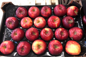 Iran staje się poważnym graczem w eksporcie jabłek