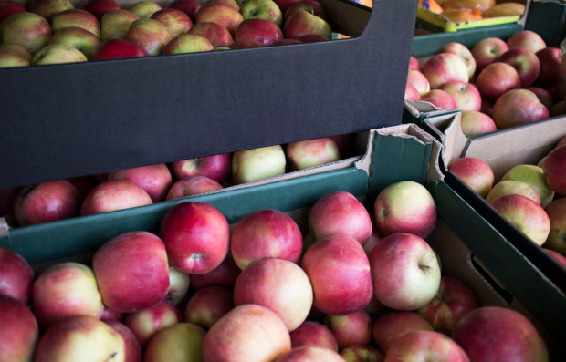 Niskie ceny jabłek na sortowanie