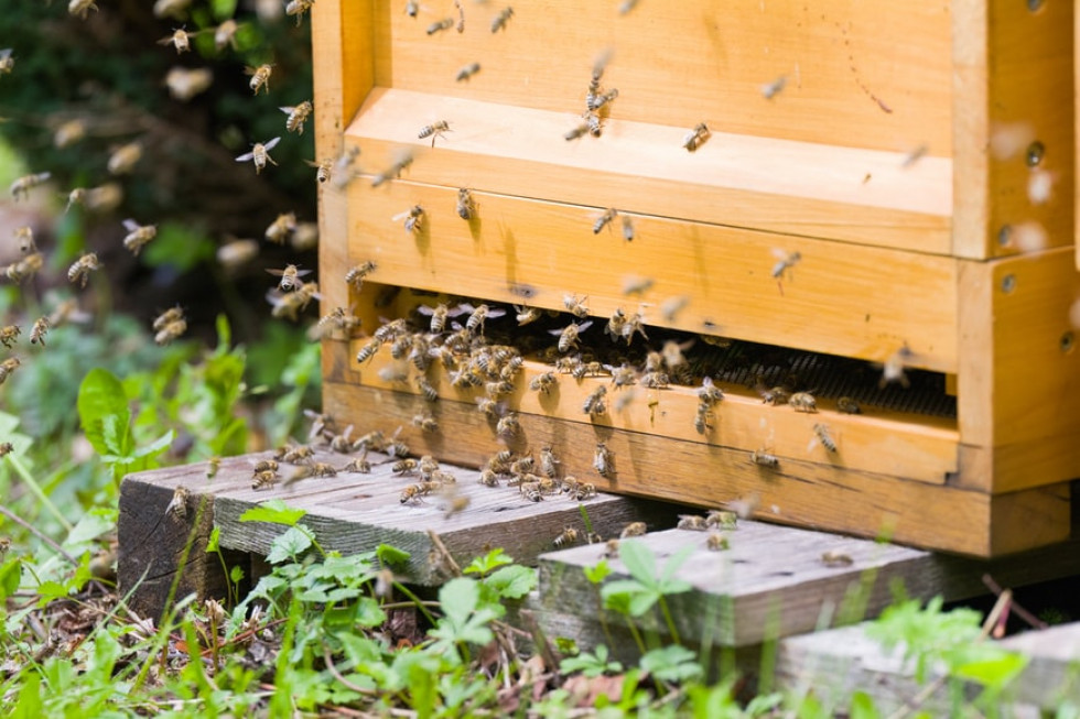 Pszczoły wytrute środkiem na bazie deltametryny. Śledztwo umorzono