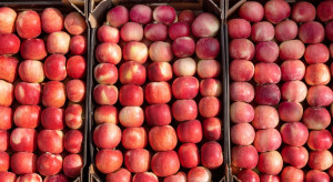 Ceny jabłek na sortowanie. Sadownicy czekają na ożywienie