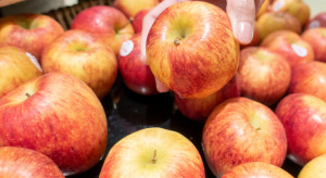Polska może stracić miejsce w czołówce eksporterów jabłek