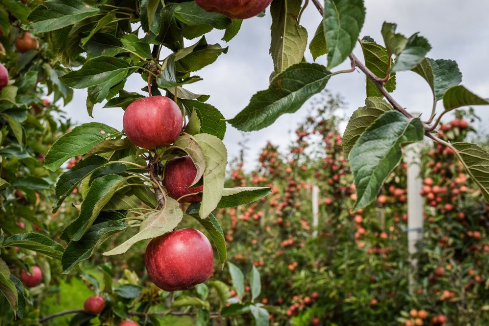 Najpopularniejsze odmiany jabłek. Co sadzi się w Europie?