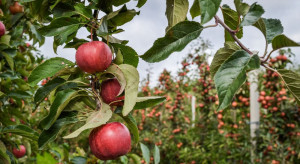 Najpopularniejsze odmiany jabłek. Co sadzi się w Europie?