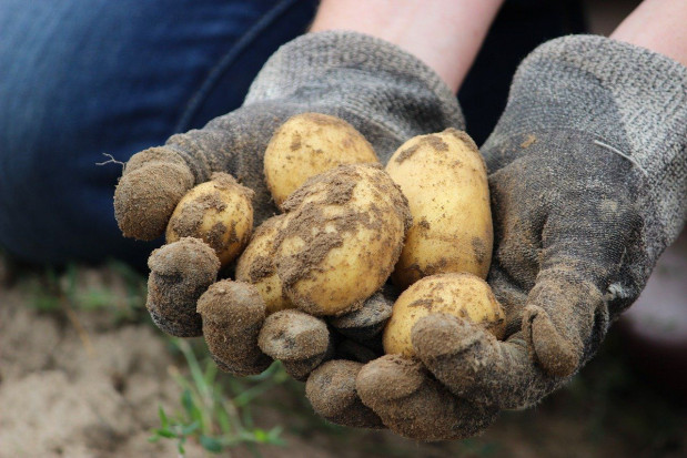 7,3 mln zł dla 16 producentów ziemniaka
