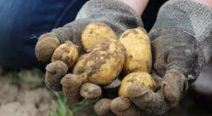 7,3 mln zł dla 16 producentów ziemniaka